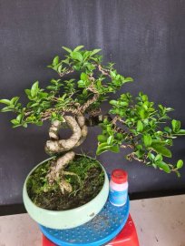 Sam hương rin quái