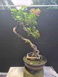 Giấy mỹ rin cao 60 gluu