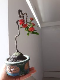 Trang Sen mini...