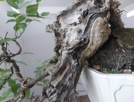 Tử Đằng núi Việt...