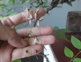 Tử Đằng núi Việt...