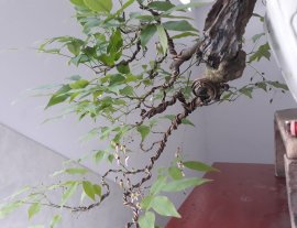 Tử Đằng núi Việt...