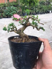 Sam hương indo