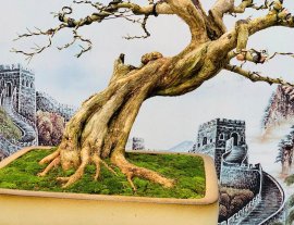 Nguyệt quế khoe cốt, hoành 45 ạ❤️ 