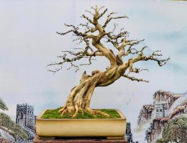 Nguyệt quế khoe cốt, hoành 45 ạ❤️ 