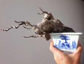 Em là Đề trắng mùa thay lá...