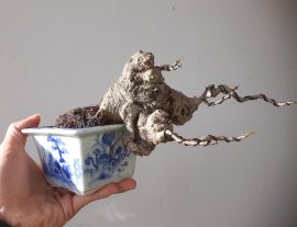 Em là Đề trắng mùa thay lá...