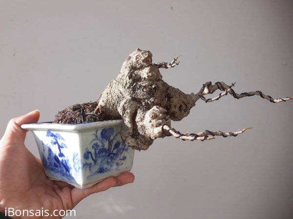 Em là Đề trắng mùa thay lá...
