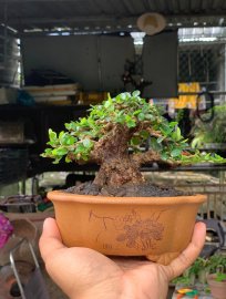 Sam núi trái lùn lực, đế sắp 24h