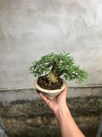 Linh sam kim song hinh dáng bay