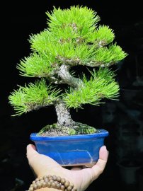 Tác phẩm thông đen