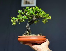 Hải châu mini lá nhỏ sông cầu gl ace!
