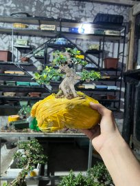 Trực lắc sam trái