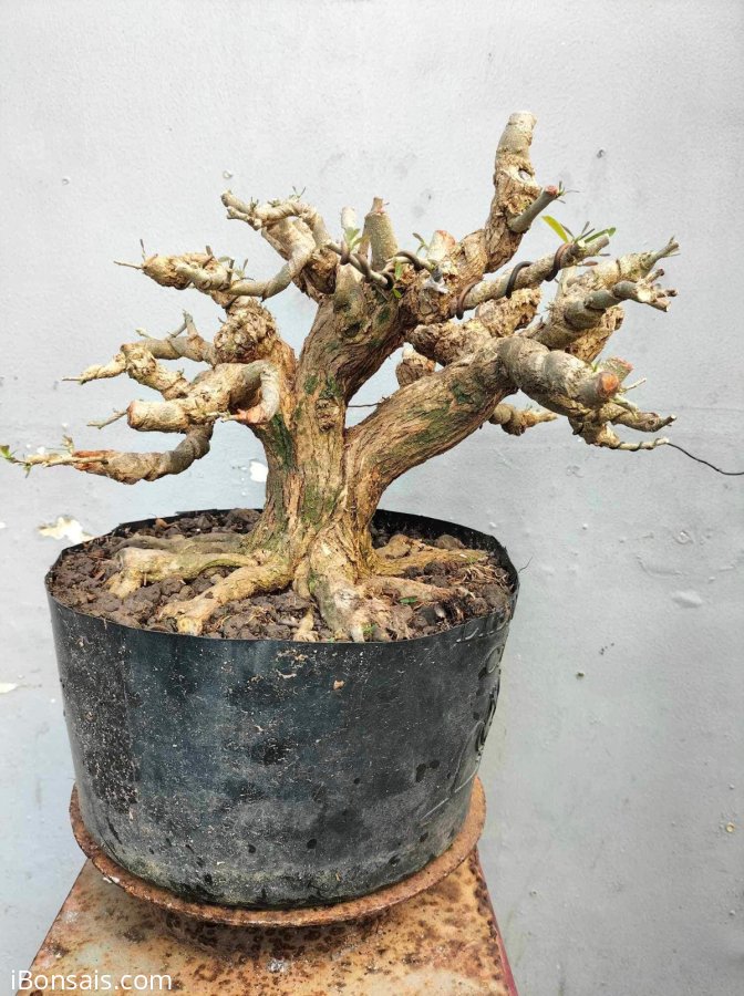 Linh sam siêu bông đế đẹp