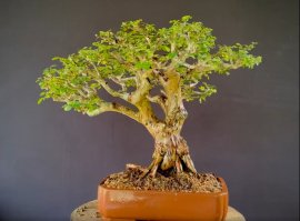 Sơn Liễu cốt cành siêu già