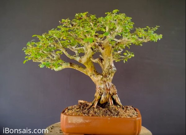 Sơn Liễu cốt cành siêu già