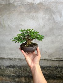 Vài trăm bao ship linh sam lùn lực