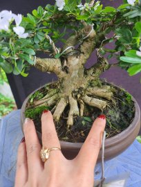 Linh sam lùn lực trắng rin đế 24h