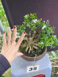 Linh sam lùn lực trắng rin đế 24h