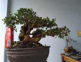 Gl ae cây Hải Châu sông cầu