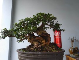 Gl ae cây Hải Châu sông cầu