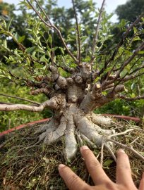 Mai chiếu thủy nu gò công