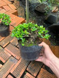 Trang vàng ae sưu tầm về chơi Tết
