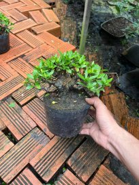 Trang vàng ae sưu tầm về chơi Tết