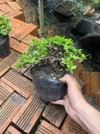 Trang vàng ae sưu tầm về chơi Tết