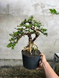 Sam trái giá mềm