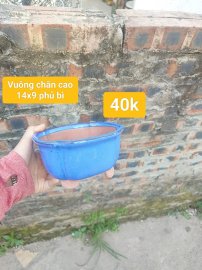 Mini bonsai chỉ từ 35k