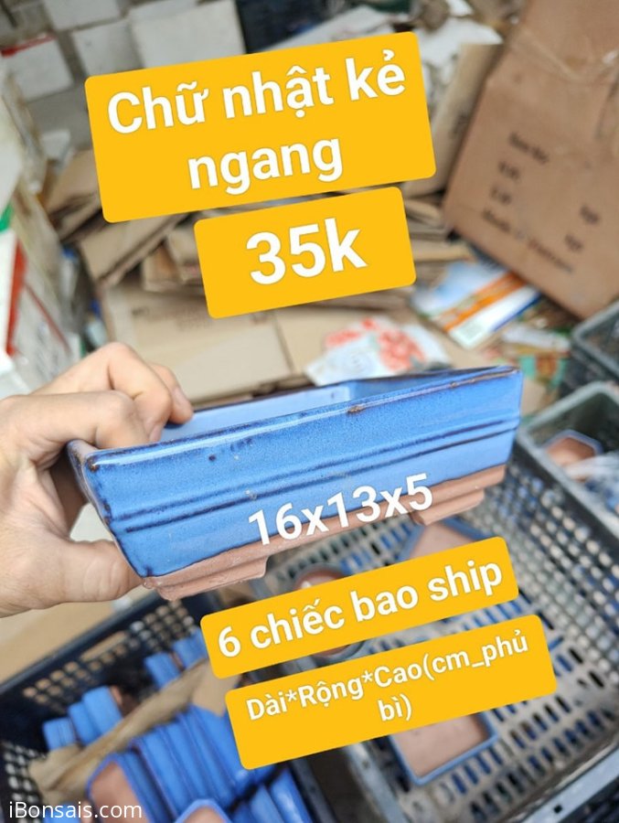 Mini bonsai chỉ từ 35k