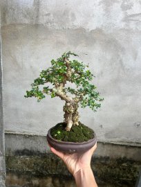 Sam trái về chơi Tết ae oi