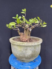 Gl ae cây Hải Châu Khánh Hòa