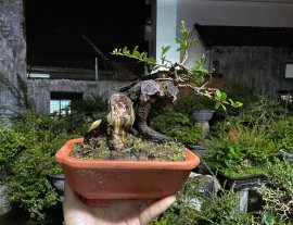Hải châu sông cầu lá nhỏ 500k