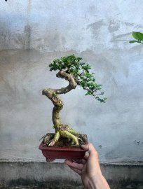 Sam Hương quái ae thich ib e ạk