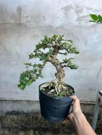 Sam trái già cây đế khá xinh