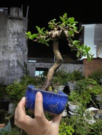 Hải châu sông cầu mini chuẩn co lắc đẹp gl