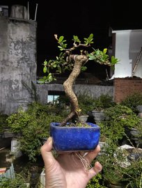 Hải châu sông cầu mini chuẩn co lắc đẹp gl