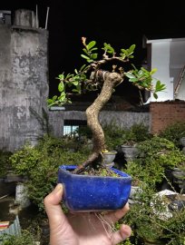 Hải châu sông cầu mini chuẩn co lắc đẹp gl