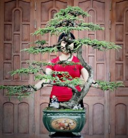 Me chua cây già dáng phong tranh rất đẹp