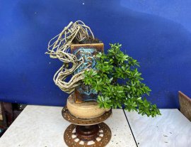 Linh sam đổ ae thích ib e ạk