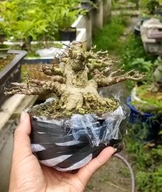 Mct lá trung lùn tịt
