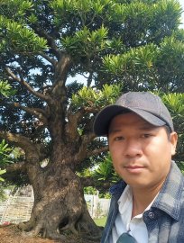 Tùng đài loan Cây rất đẹp giá vài trăm