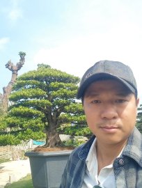 Tùng đài loan Cây rất đẹp giá vài trăm