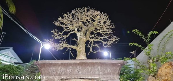 Bán cây mai lá lớn hoành 130 giá 40 triệu