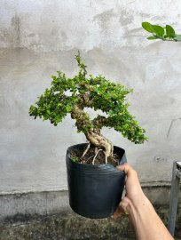 Sam trái ae thích ib e ạk