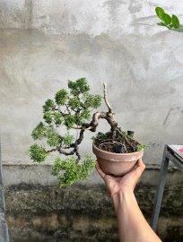 Tùng shimpaku