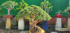 Linh sam vài triệu cho anh em sưu tầm chơi vui