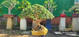 Linh sam vài triệu cho anh em sưu tầm chơi vui